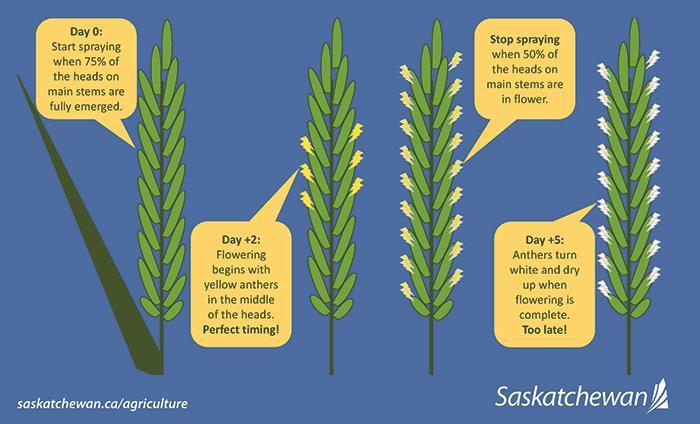 Infographic showing when it's best spray your crop